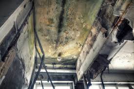 Why You Should Choose Our Mold Remediation Services in Naples, UT